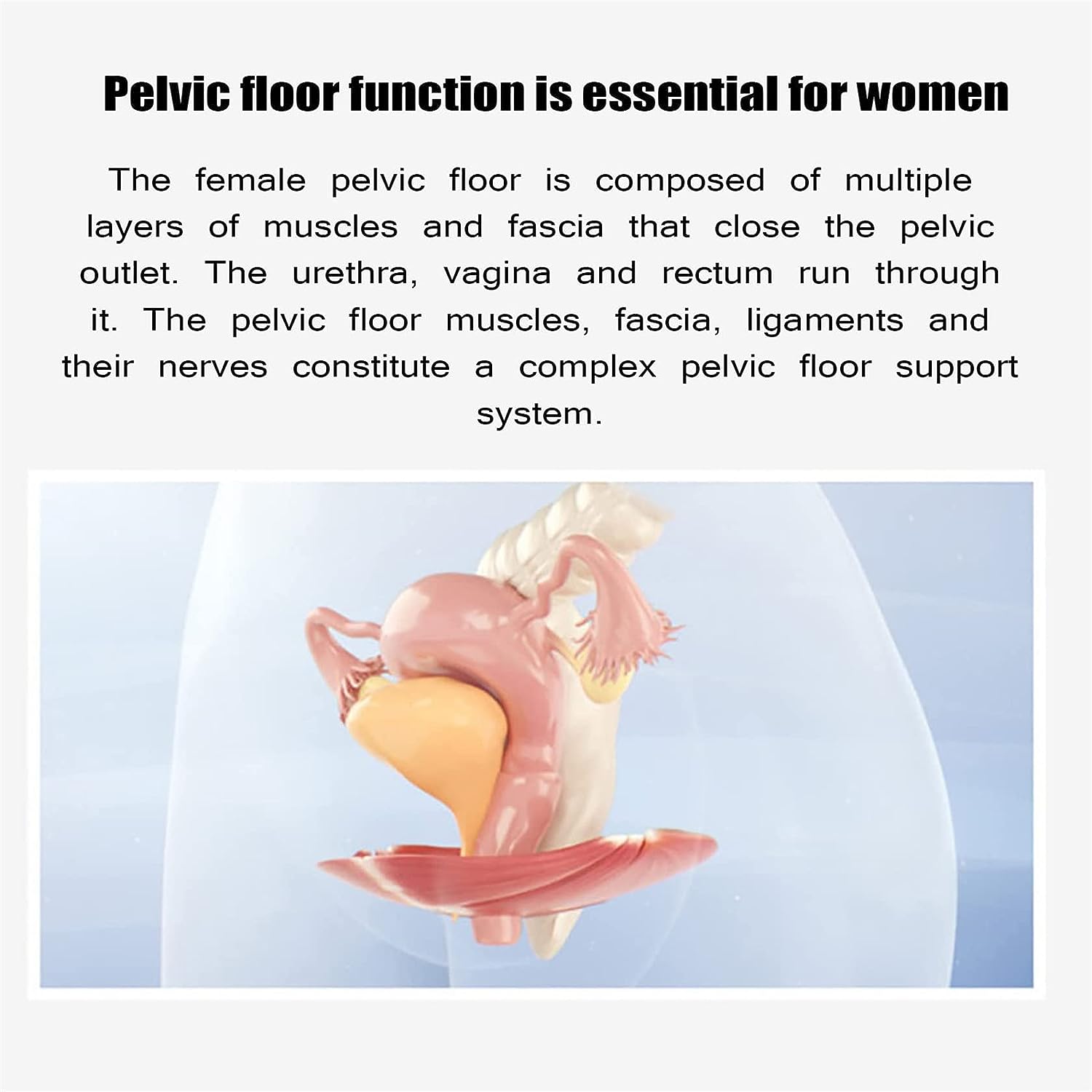 Ultimate Pelvic Floor Repair Device | Kegal Trainer